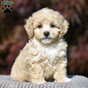 Lincoln, Bich-Poo Puppy
